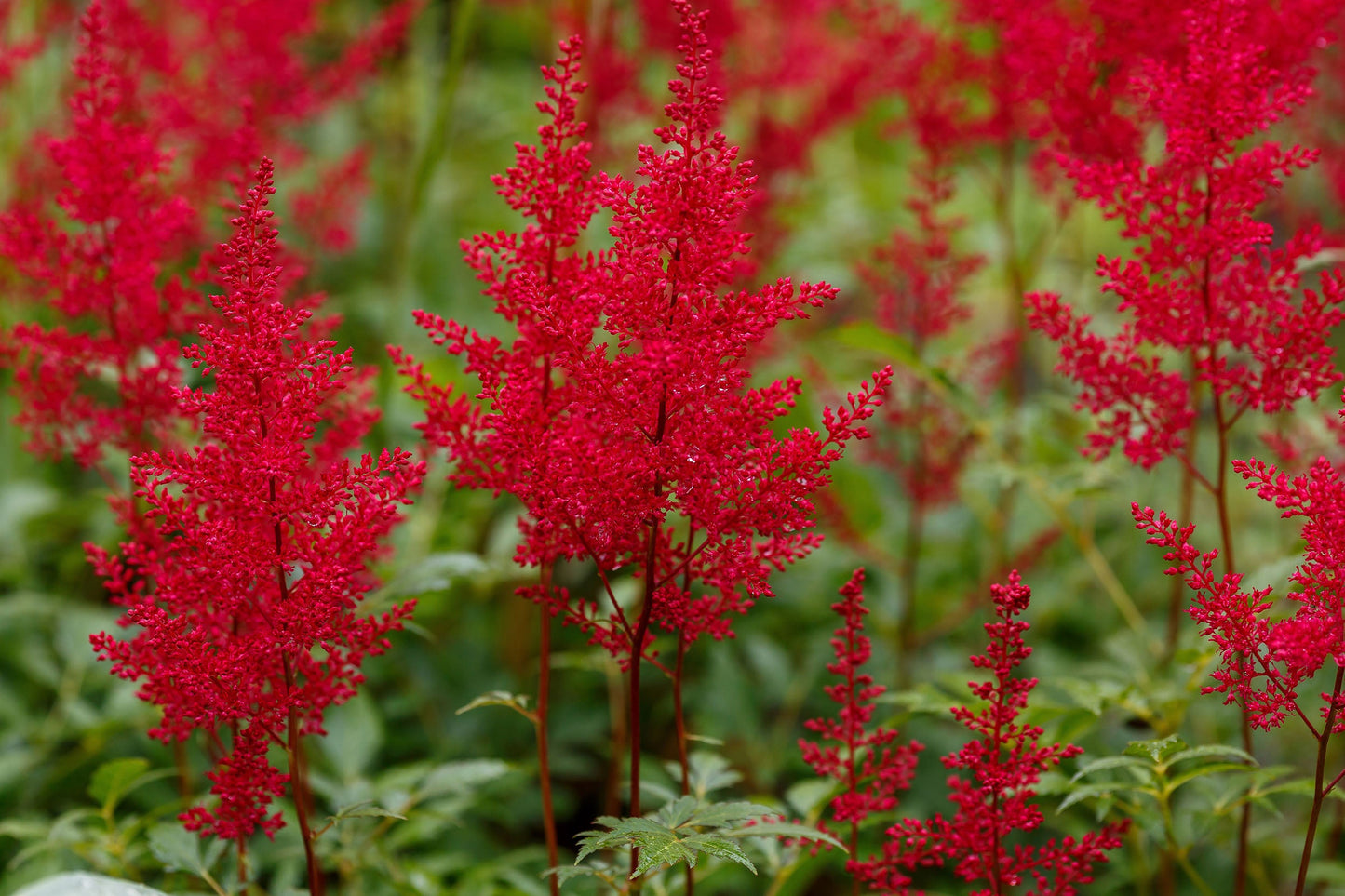 Astilbe 'Red Baron' (False goat's beard) - Bog Pond Plants - BP015