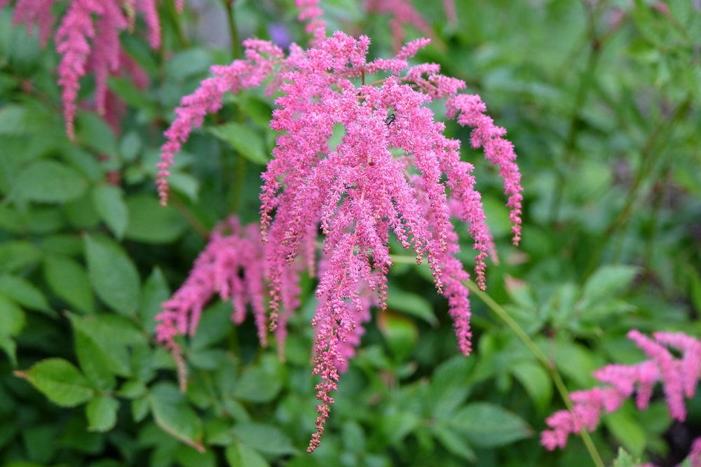 Astilbe Salmon Pink 'Strassenfeder' - Bog Pond Plants - BP015A