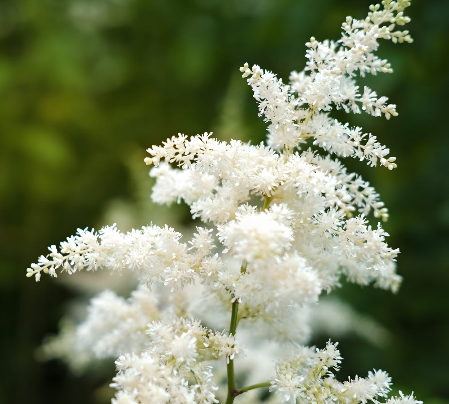Astilbe 'Avalanche'
