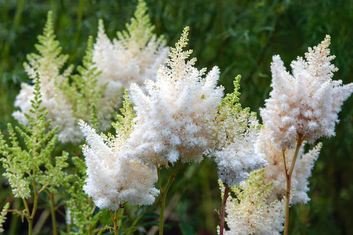 Astilbe 'Avalanche'