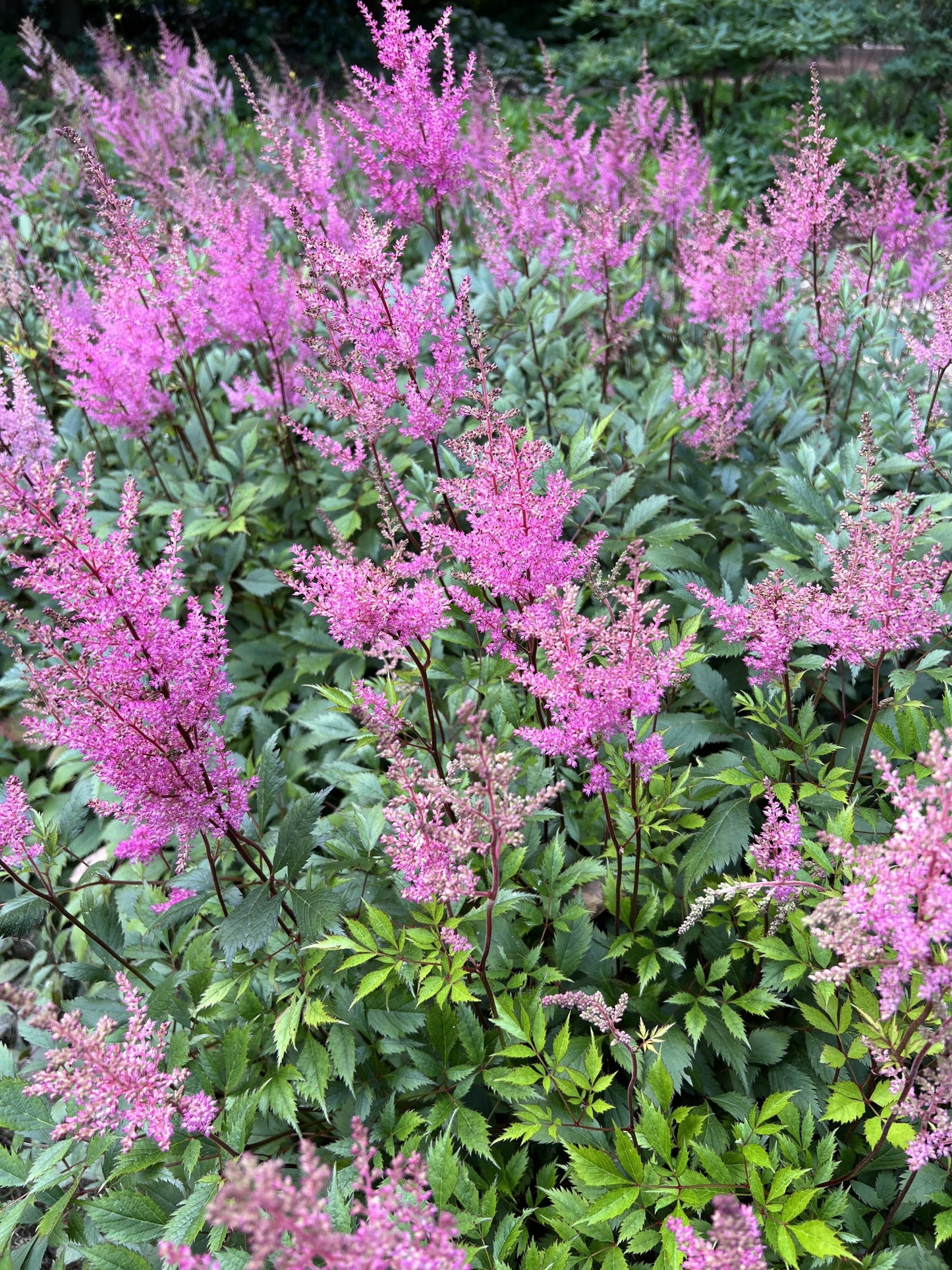 Astilbe Pink 'Erika'