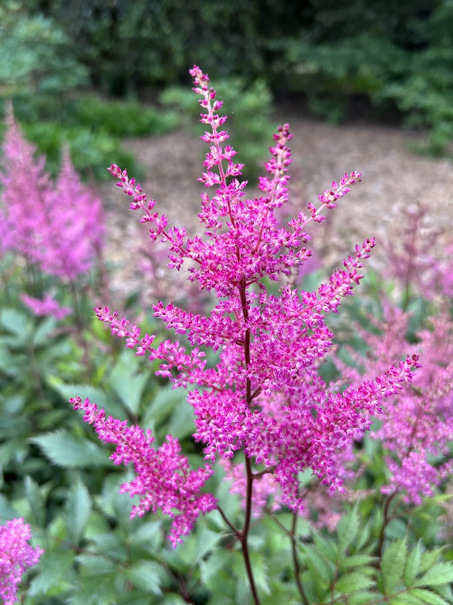 Astilbe Pink 'Erika'