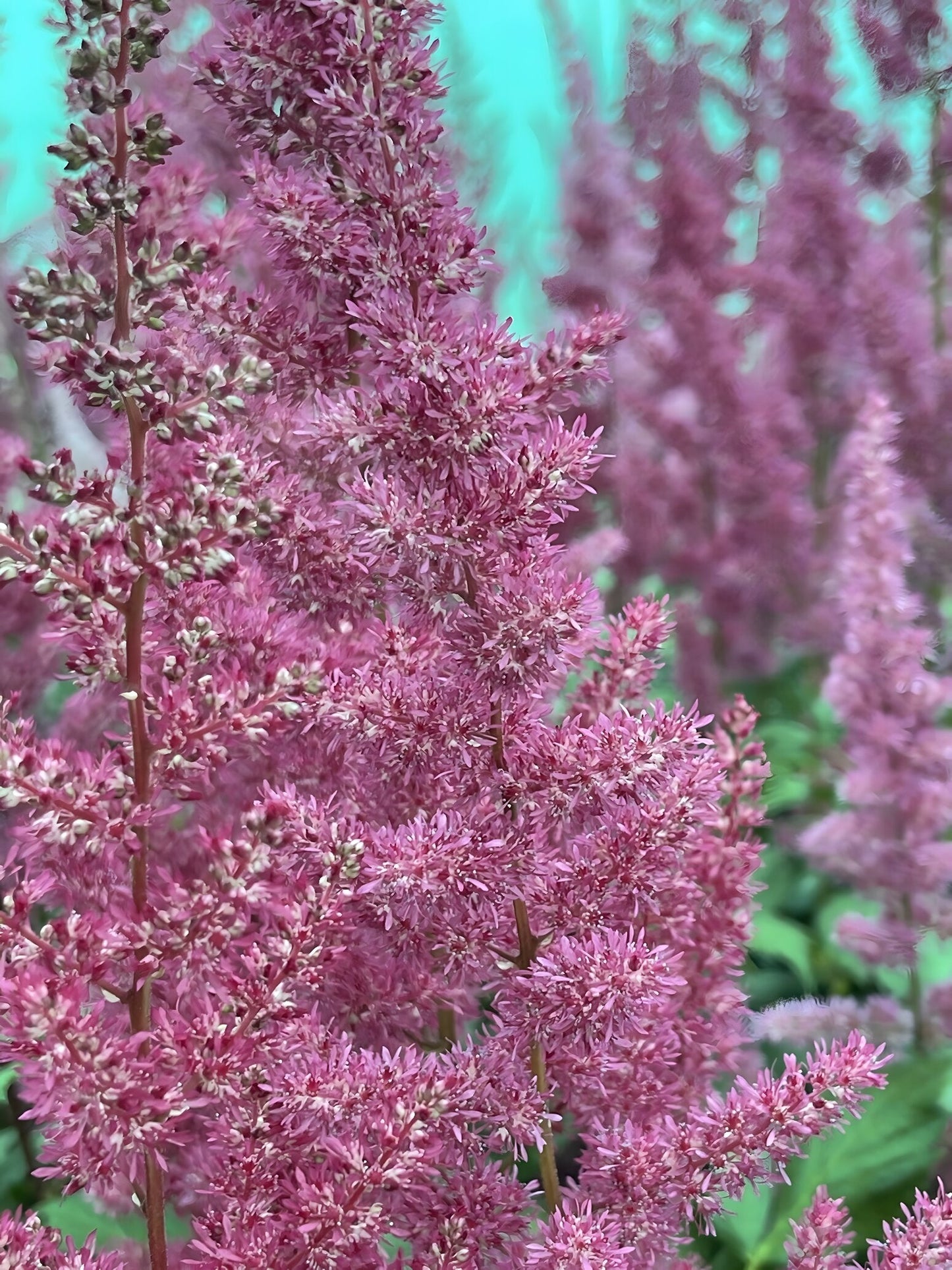 Astilbe Pink 'Erika'