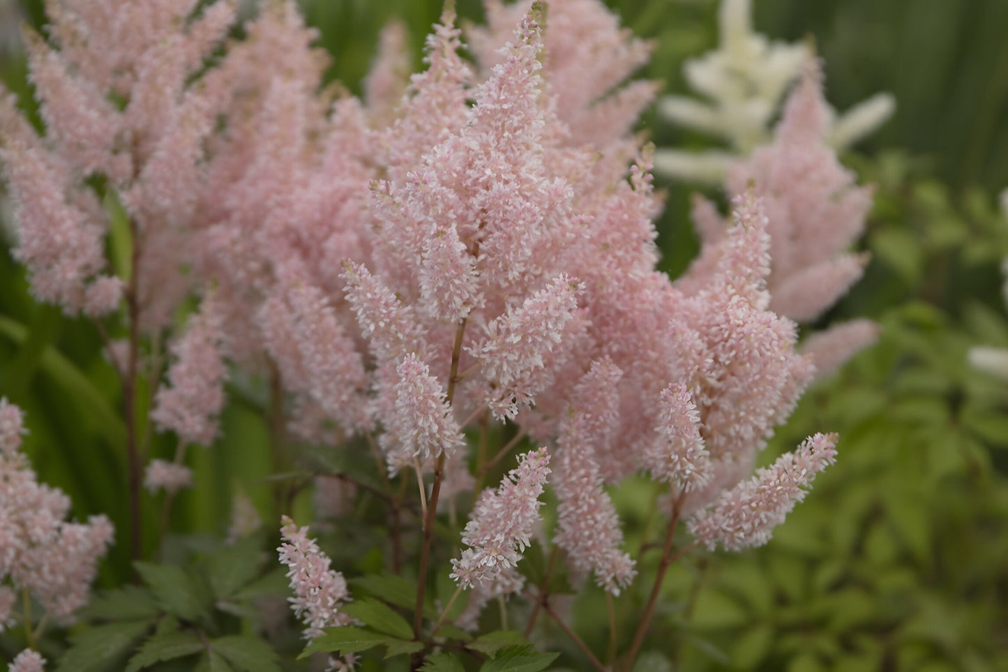Astilbe Salmon Pink 'Strassenfeder'