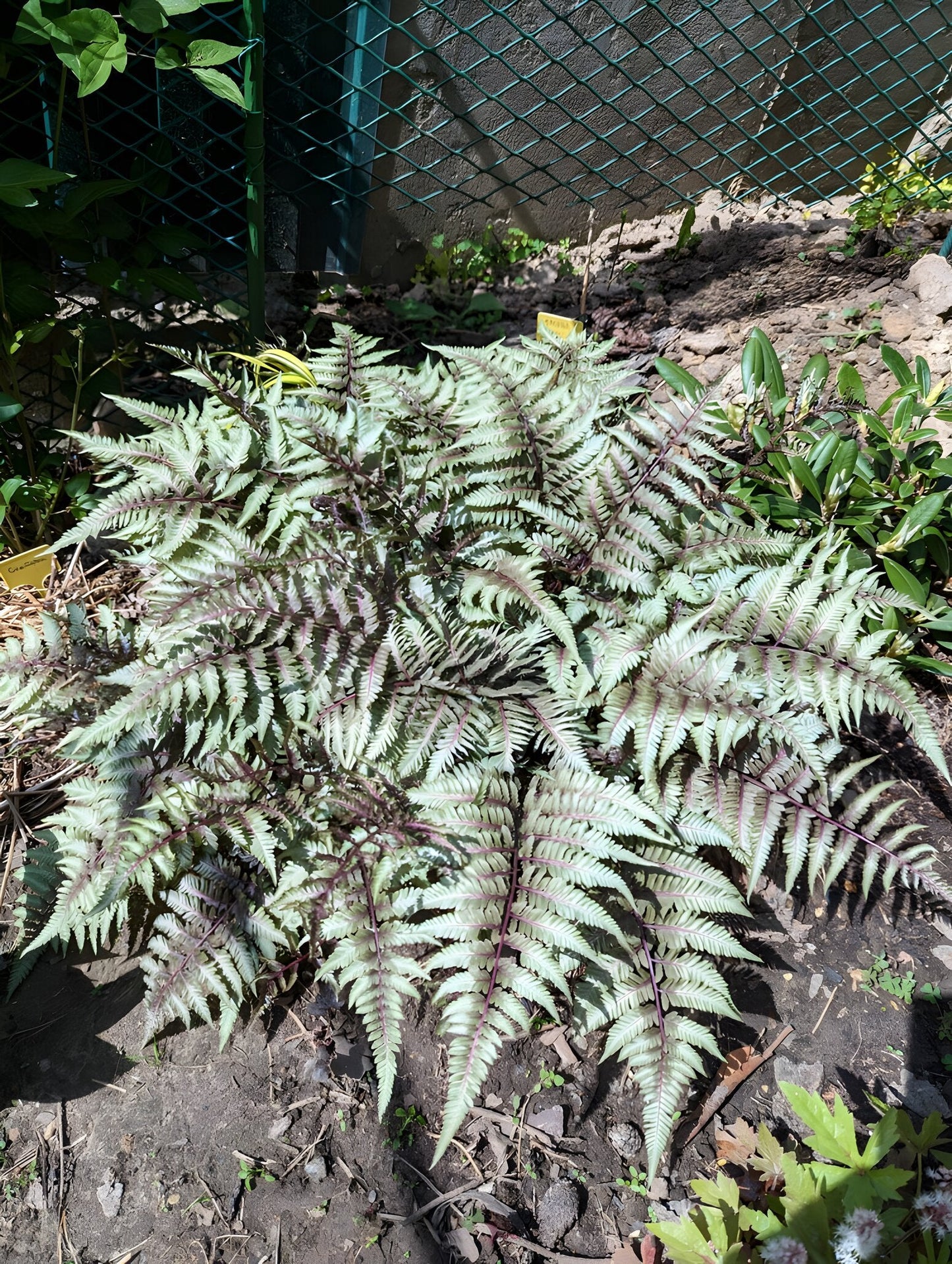 Athyrium niponicum 'Pewter Lace'