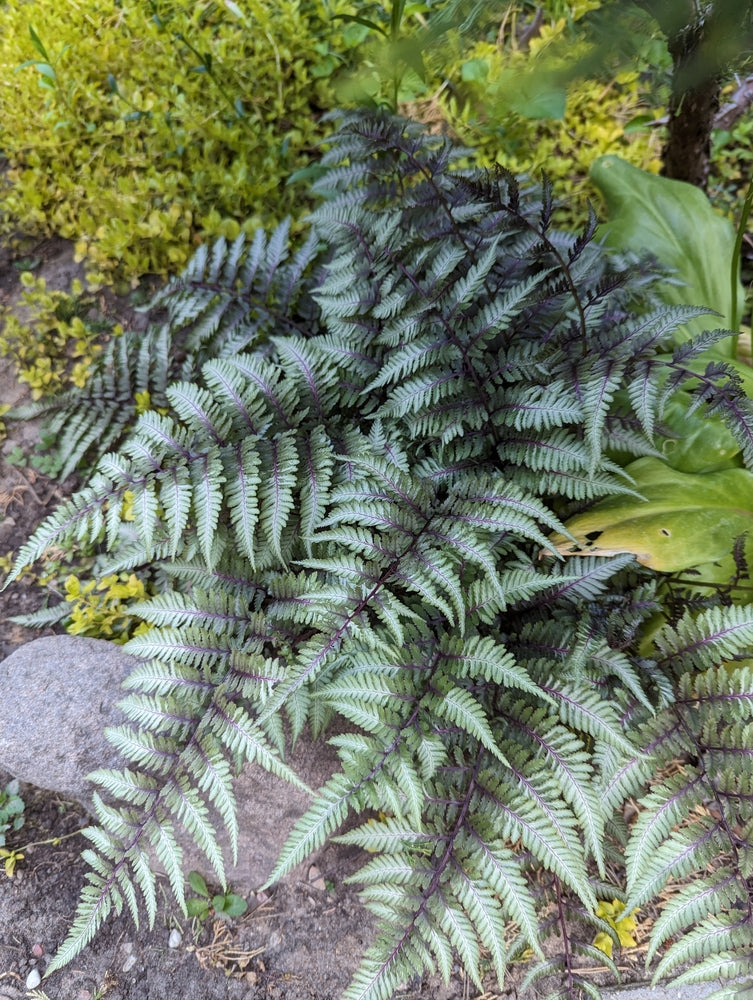 Athyrium niponicum 'Pewter Lace'