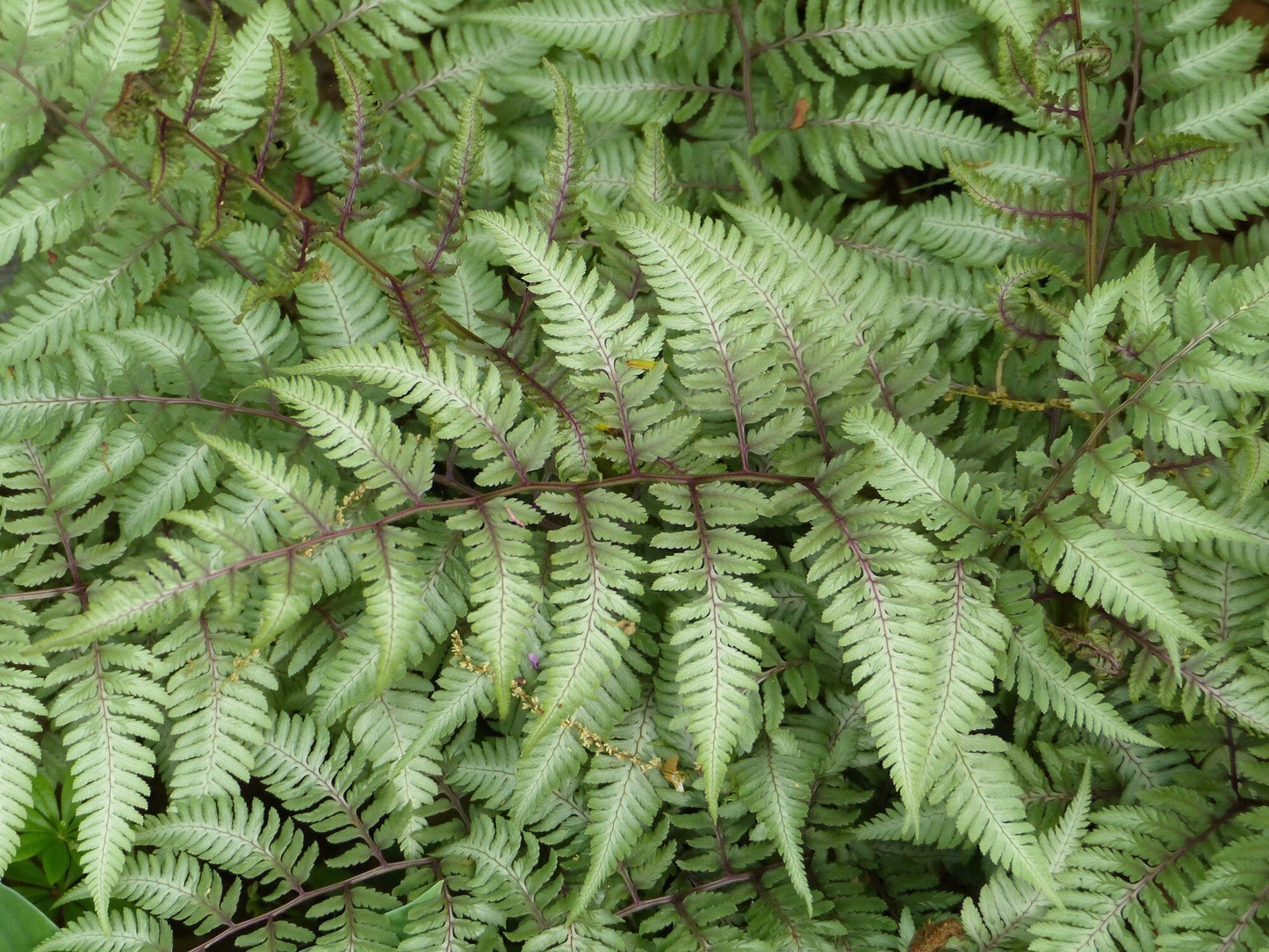 Athyrium niponicum 'Pewter Lace'