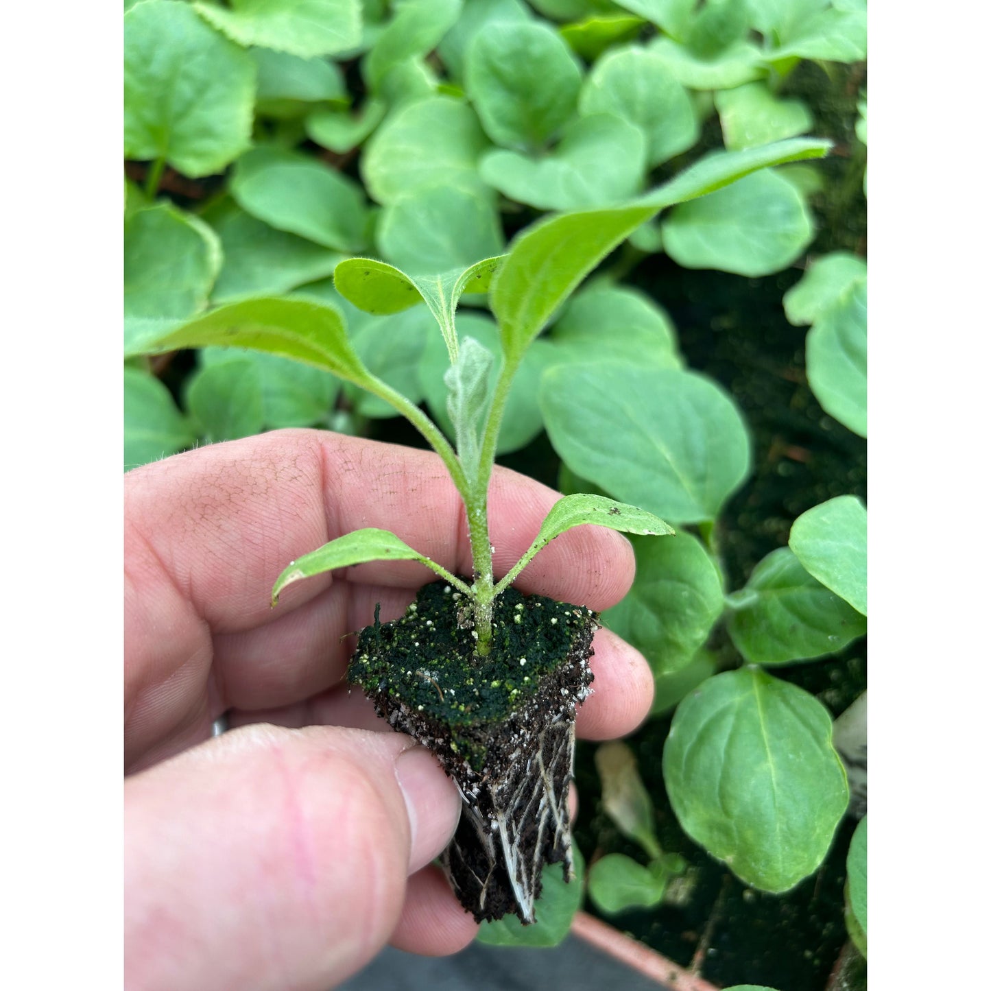 Aubergine Plug Plants "Grow Your Own" Vegetables 'Ready to Plant Now' Young Vegetable Plants **Letterbox Friendly**