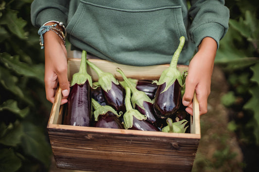 Aubergine Plug Plants "Grow Your Own" Vegetables 'Ready to Plant Now' Young Vegetable Plants **Letterbox Friendly**
