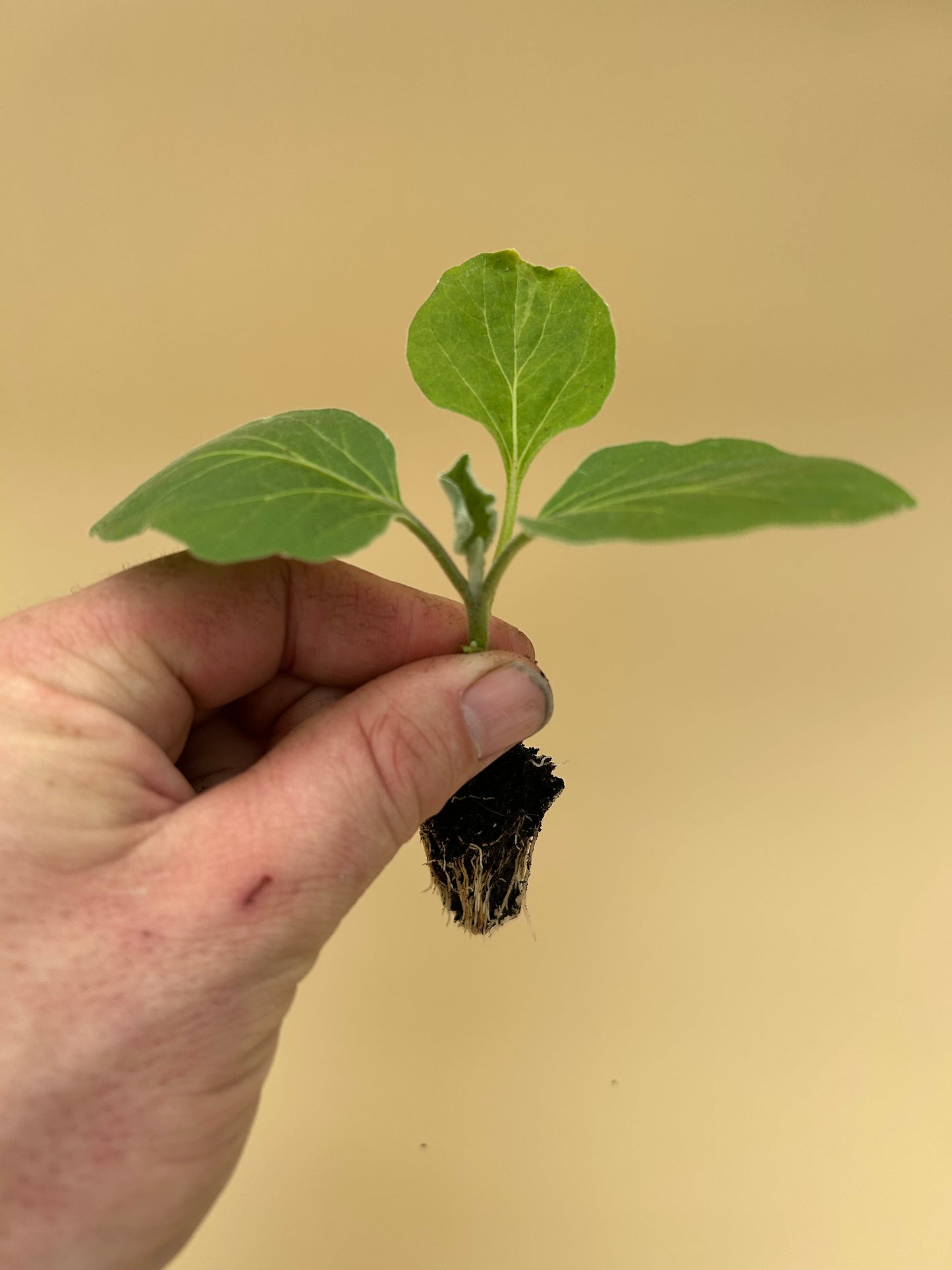 Aubergine Plug Plants "Grow Your Own" Vegetables 'Ready to Plant Now' Young Vegetable Plants **Letterbox Friendly**