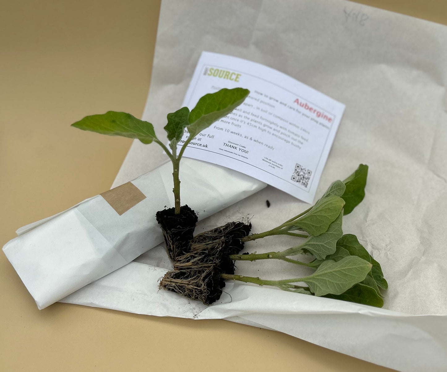 Aubergine Plug Plants "Grow Your Own" Vegetables 'Ready to Plant Now' Young Vegetable Plants **Letterbox Friendly**