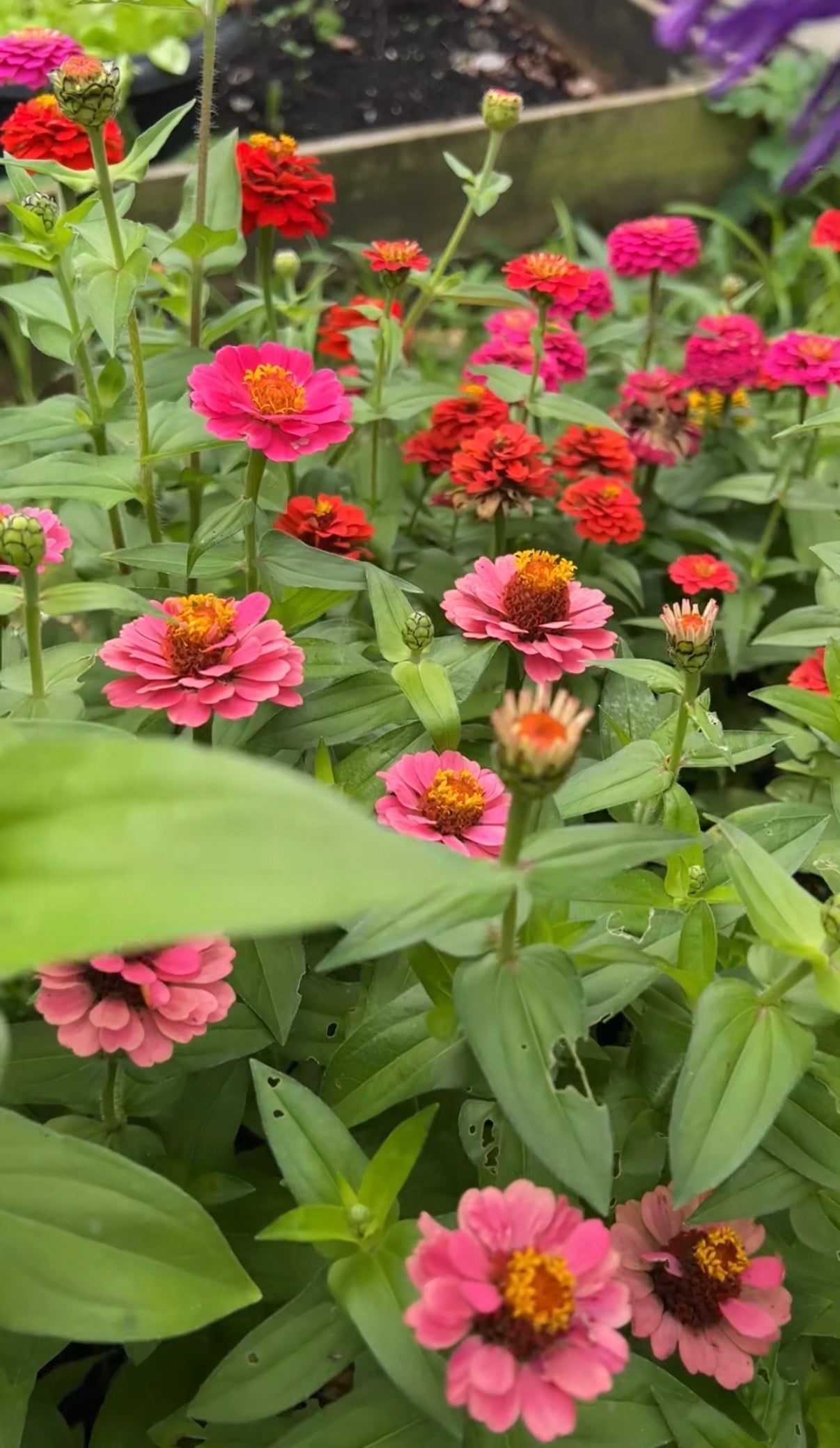 Zinnia Lilliput Mix