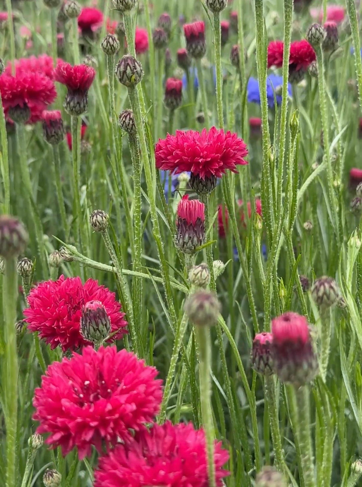 Cornflower Red Boy