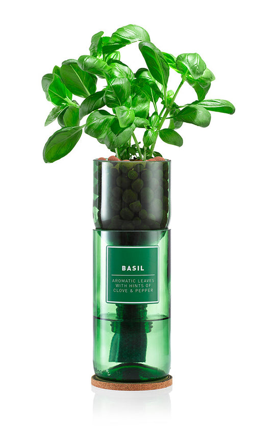 Basil