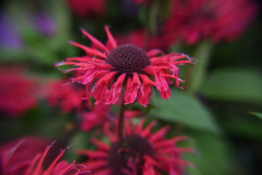 Monarda Bee-Happy