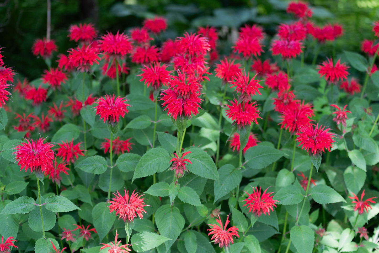 Monarda Bee-Happy - Marginal Pond Plants - BP083