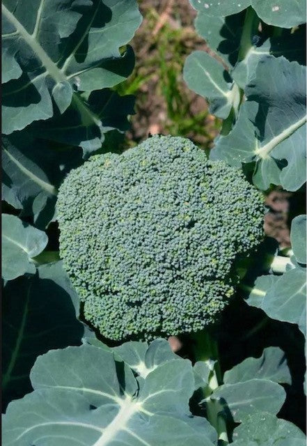 Broccoli Plug Plants "Grow Your Own" Vegetables 'Ready to Plant Now' Young Vegetable Plants **Letterbox Friendly**
