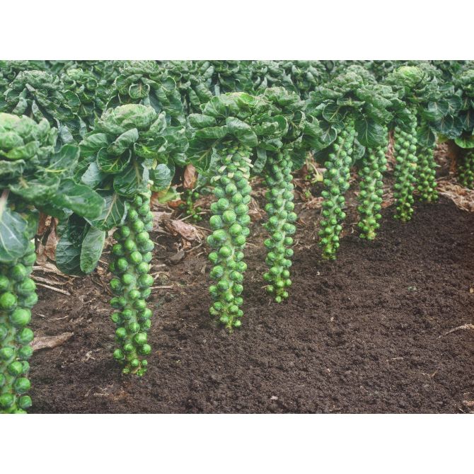 Brussels Sprout Plug Plants "Grow Your Own" Vegetables **Letterbox Friendly**