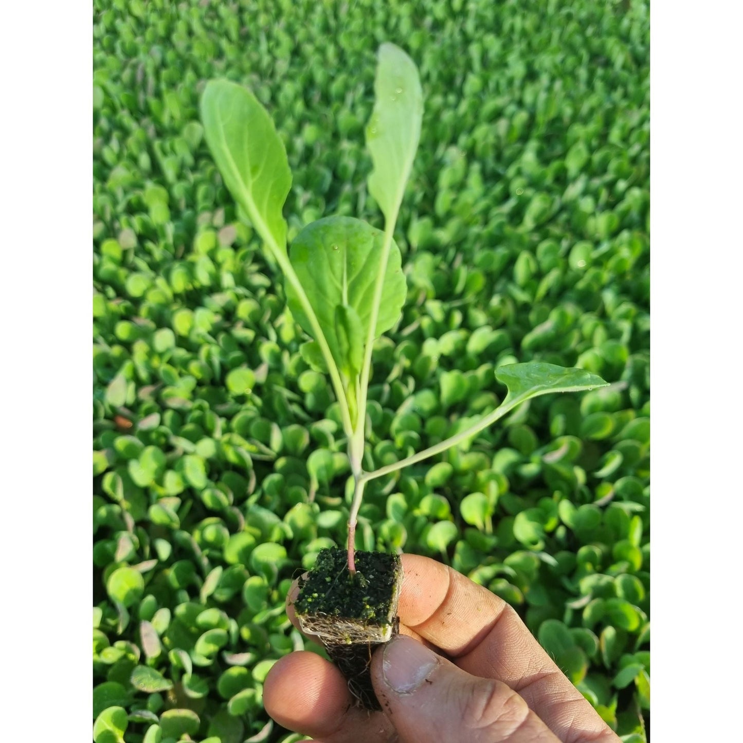 Brussels Sprout Plug Plants "Grow Your Own" Vegetables **Letterbox Friendly**
