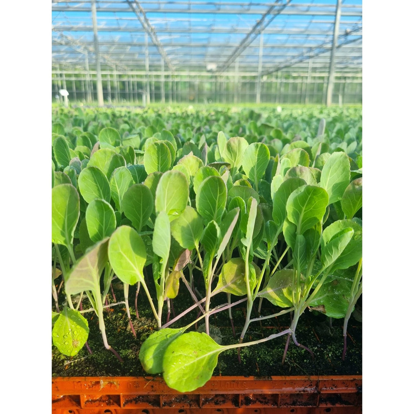 Brussels Sprout Plug Plants "Grow Your Own" Vegetables **Letterbox Friendly**