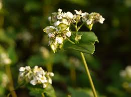 Buckwheat Seeds – Cover Crop, Companion Crop & Weed Suppressor