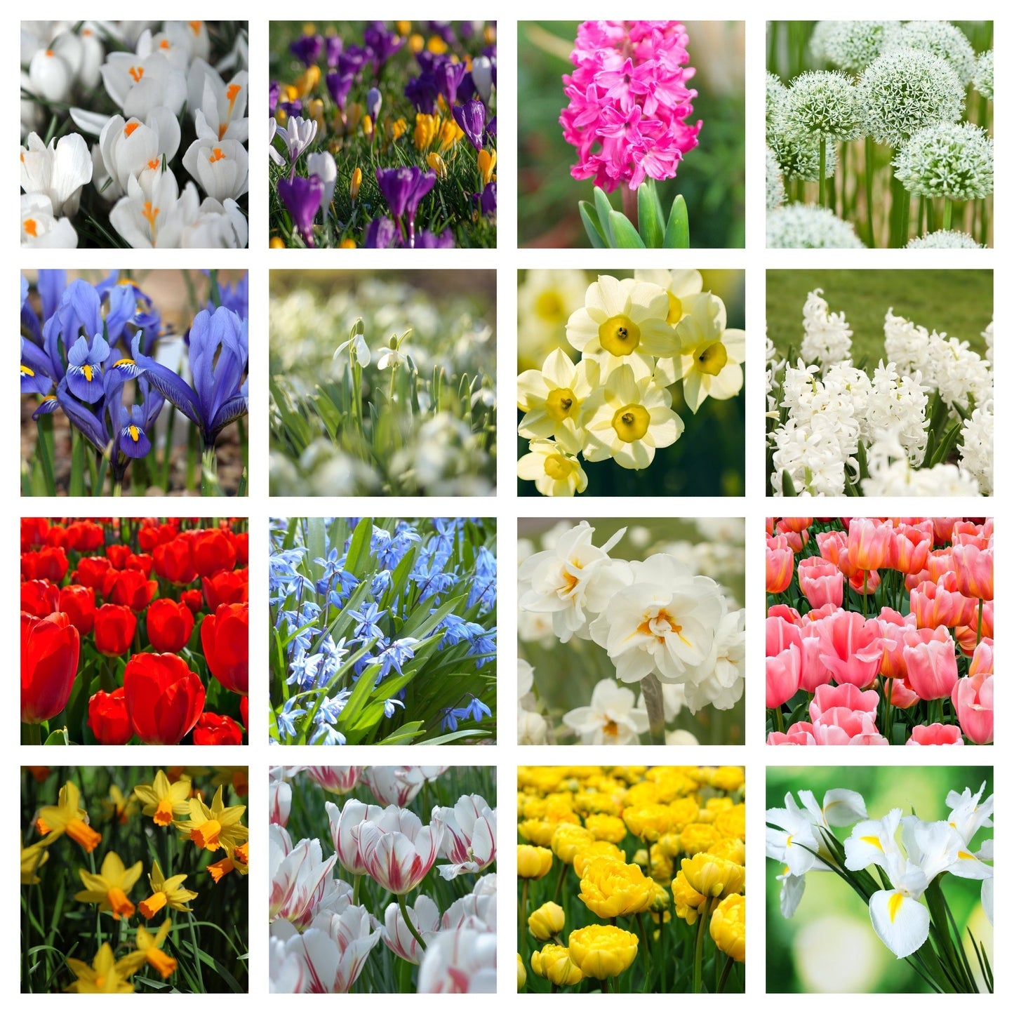 10 x Packets of Spring Flowering Bulbs - Woodmeadow Garden Centre