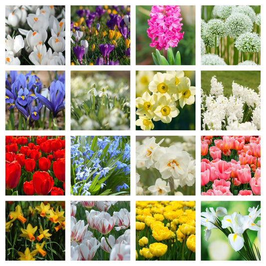 10 x Packets of Spring Flowering Bulbs - Woodmeadow Garden Centre