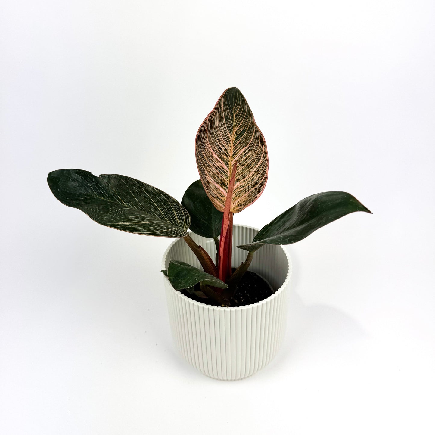 Philodendron Pink Bikini 10.5cm Houseplant