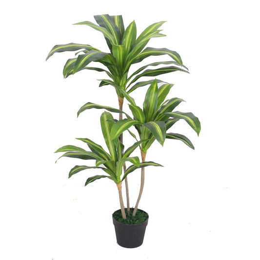 Brazil Wood 100cm