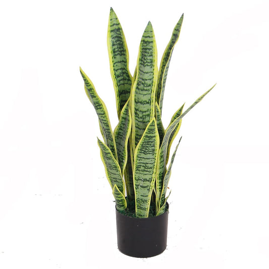Dracaena Trifasciata 65cm
