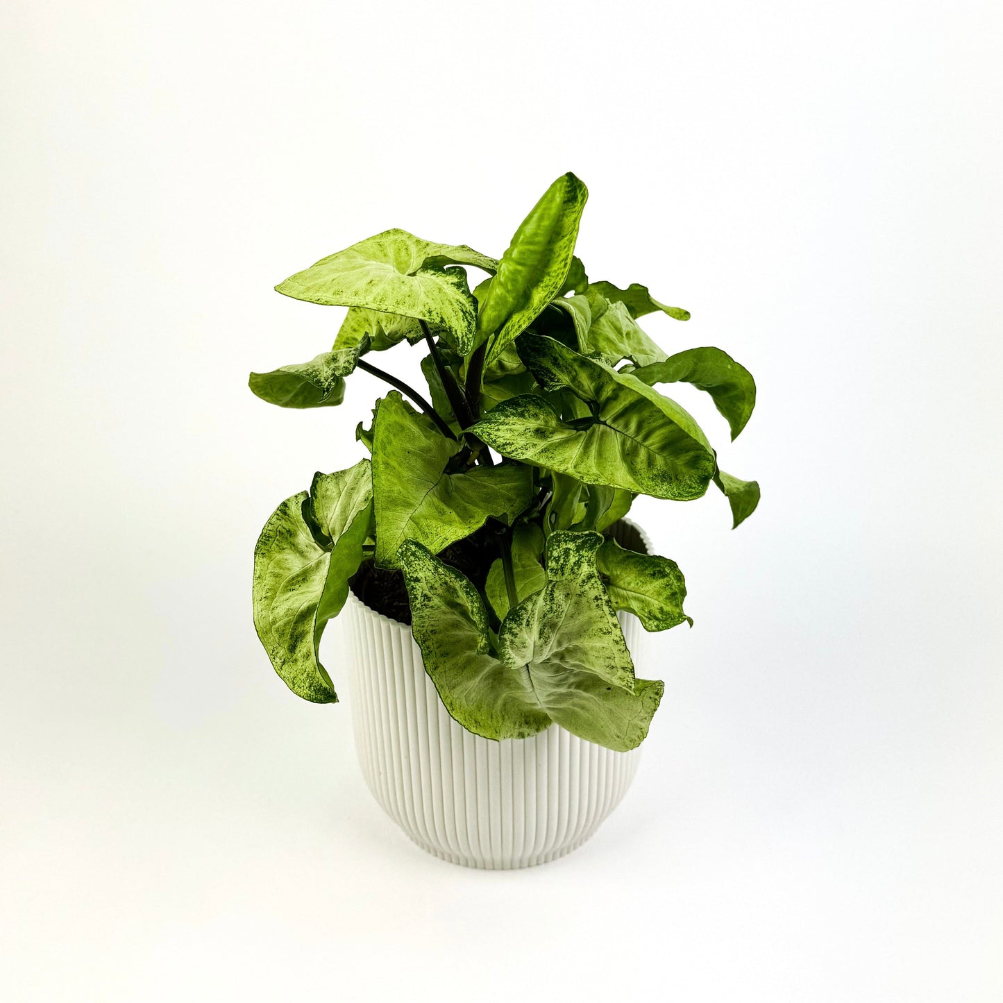 Syngonium White Butterfly Houseplant - Woodmeadow Garden Centre