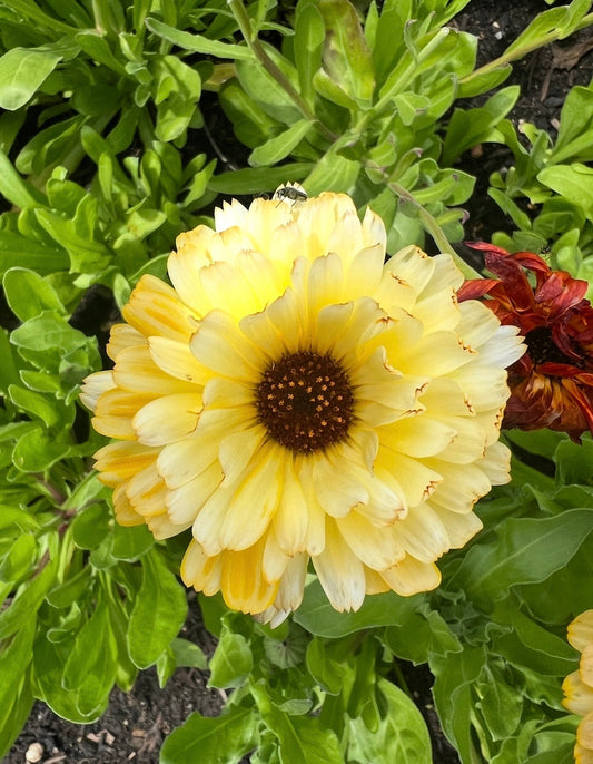 Calendula Snow Princess