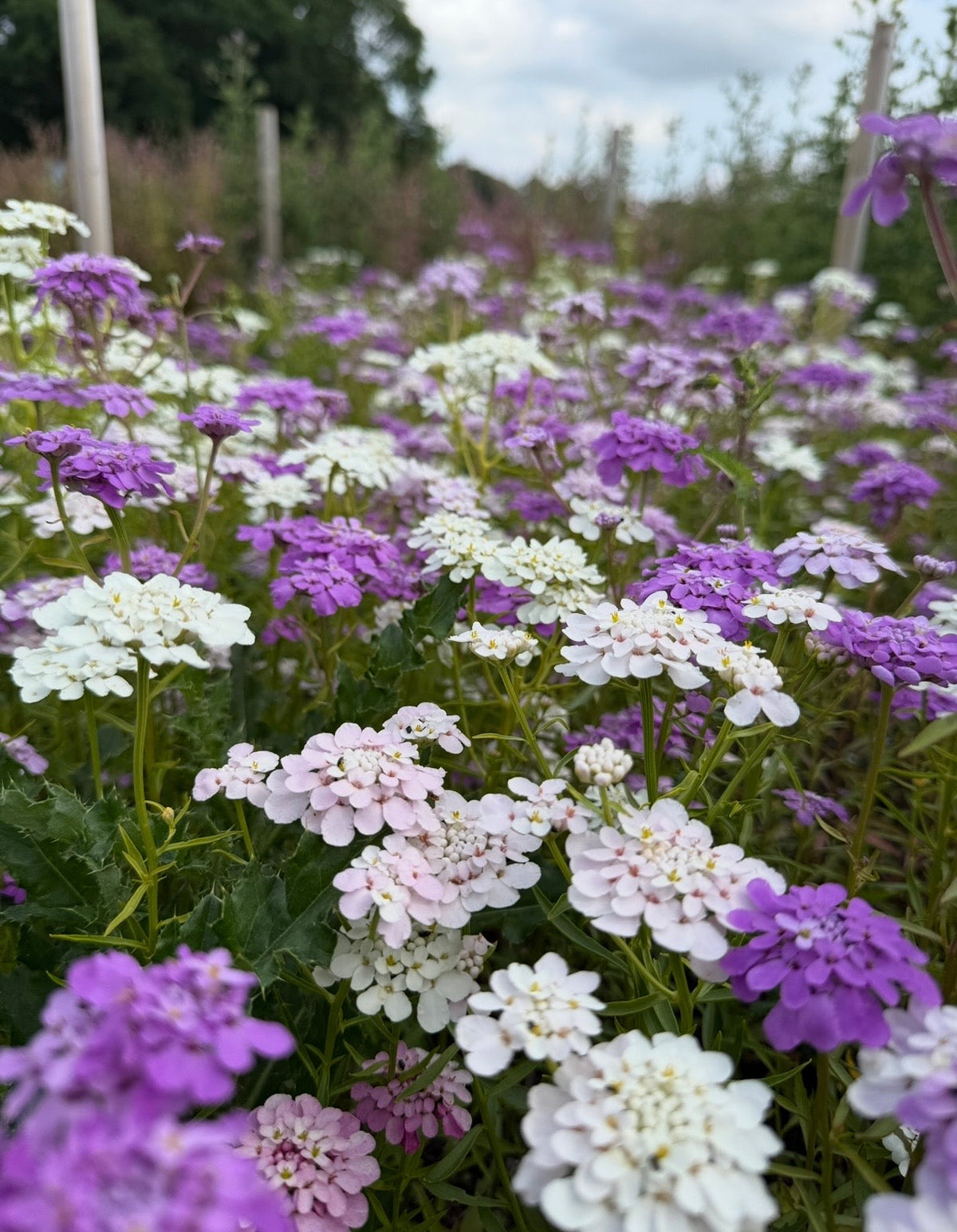 Candytuft Crown Mixed