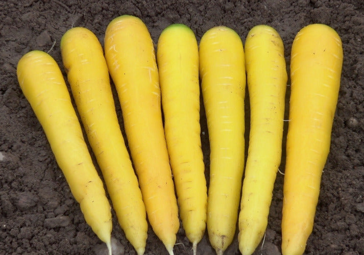 Carrot Plug Plants MIXED PACK "Grow Your Own" Vegetables 'Ready to Plant Now' Young Vegetable Plants **Letterbox Friendly**