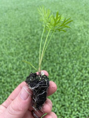 Golden Carrot Plug Plants - "Grow Your Own" Vegetables **Letterbox Friendly**