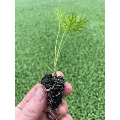 Carrot Plug Plants "Grow Your Own" Vegetables **Letterbox Friendly**