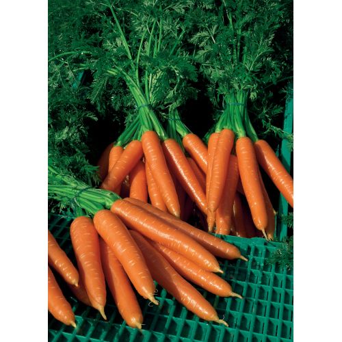 Carrot Plug Plants "Grow Your Own" Vegetables **Letterbox Friendly**