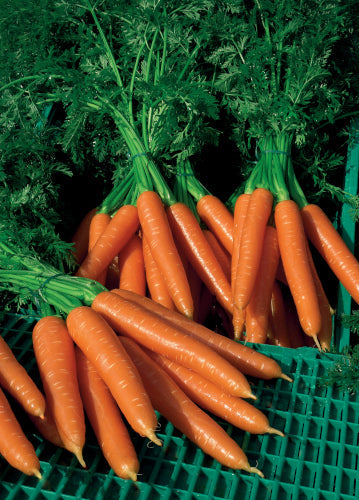 Carrot Plug Plants MIXED PACK "Grow Your Own" Vegetables 'Ready to Plant Now' Young Vegetable Plants **Letterbox Friendly**