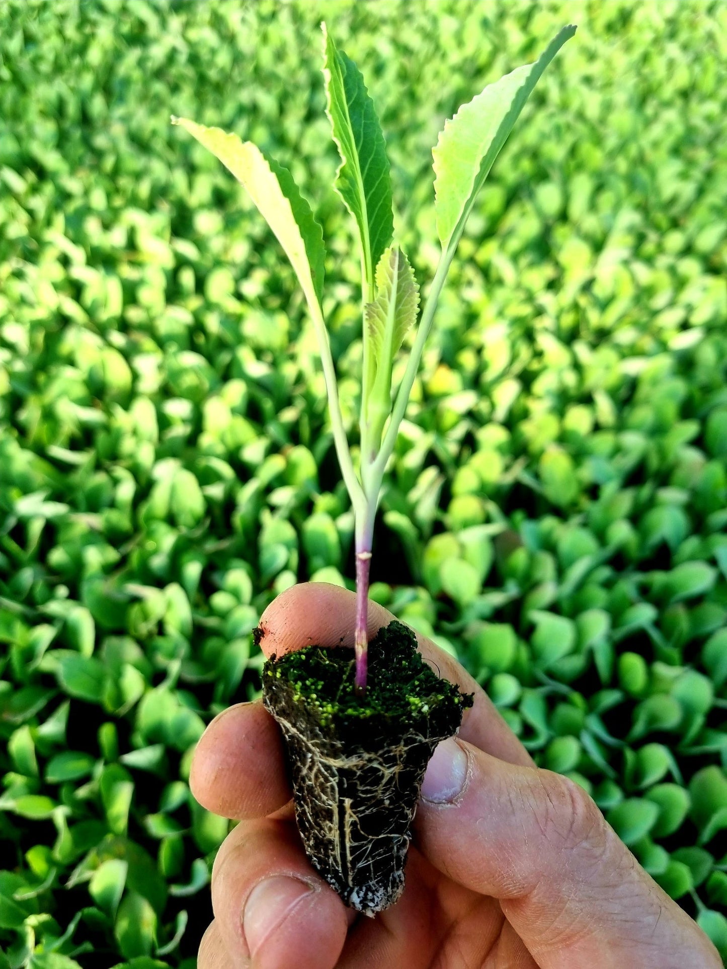 Cauliflower Plug Plants MIXED PACK "Grow Your Own" Vegetables 'Ready to Plant Now' Young Vegetable Plants **Letterbox Friendly**
