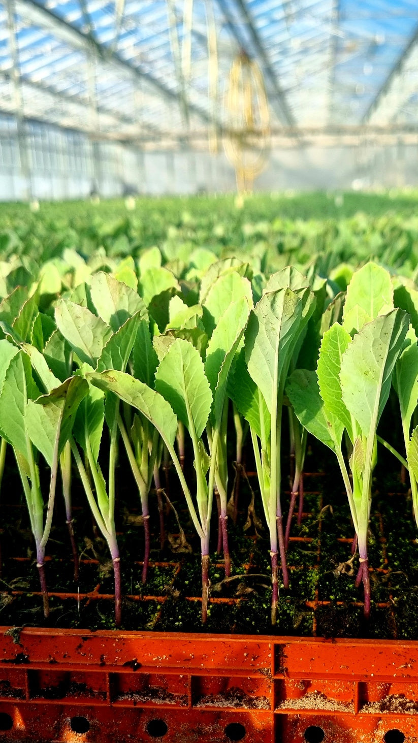 Cauliflower Plug Plants MIXED PACK "Grow Your Own" Vegetables 'Ready to Plant Now' Young Vegetable Plants **Letterbox Friendly**