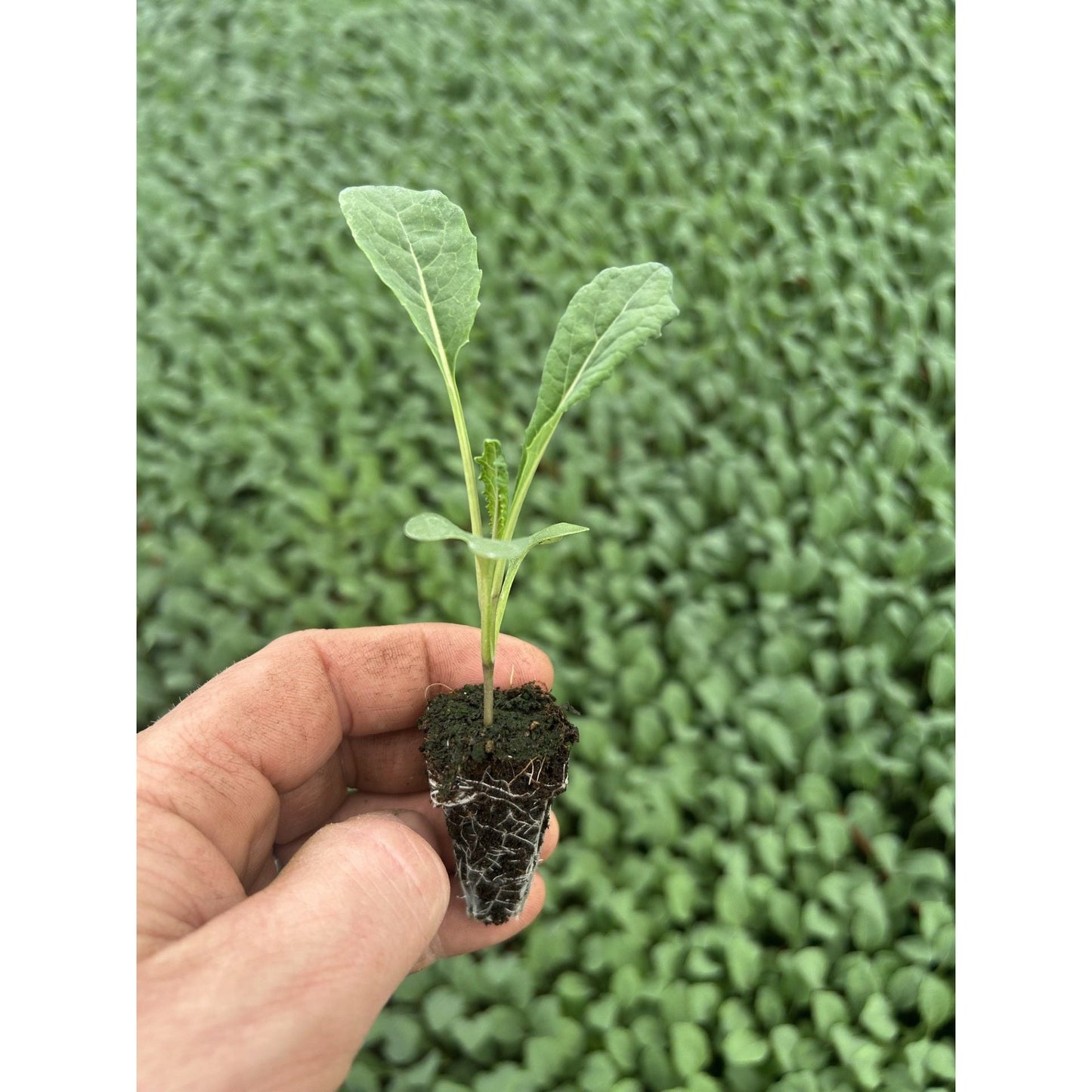 Cavolo Nero Plug Plants "Grow Your Own" Vegetables **Letterbox Friendly**