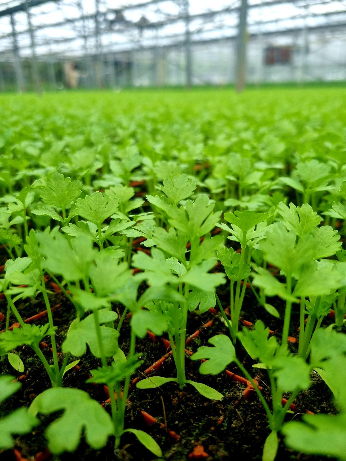 Celery Plug Plants "Grow Your Own" Salad 'Ready to Plant Now' Young Vegetable Plants