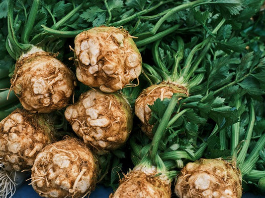 Celeriac Plug Plants "Grow Your Own" Salads **Letterbox Friendly**