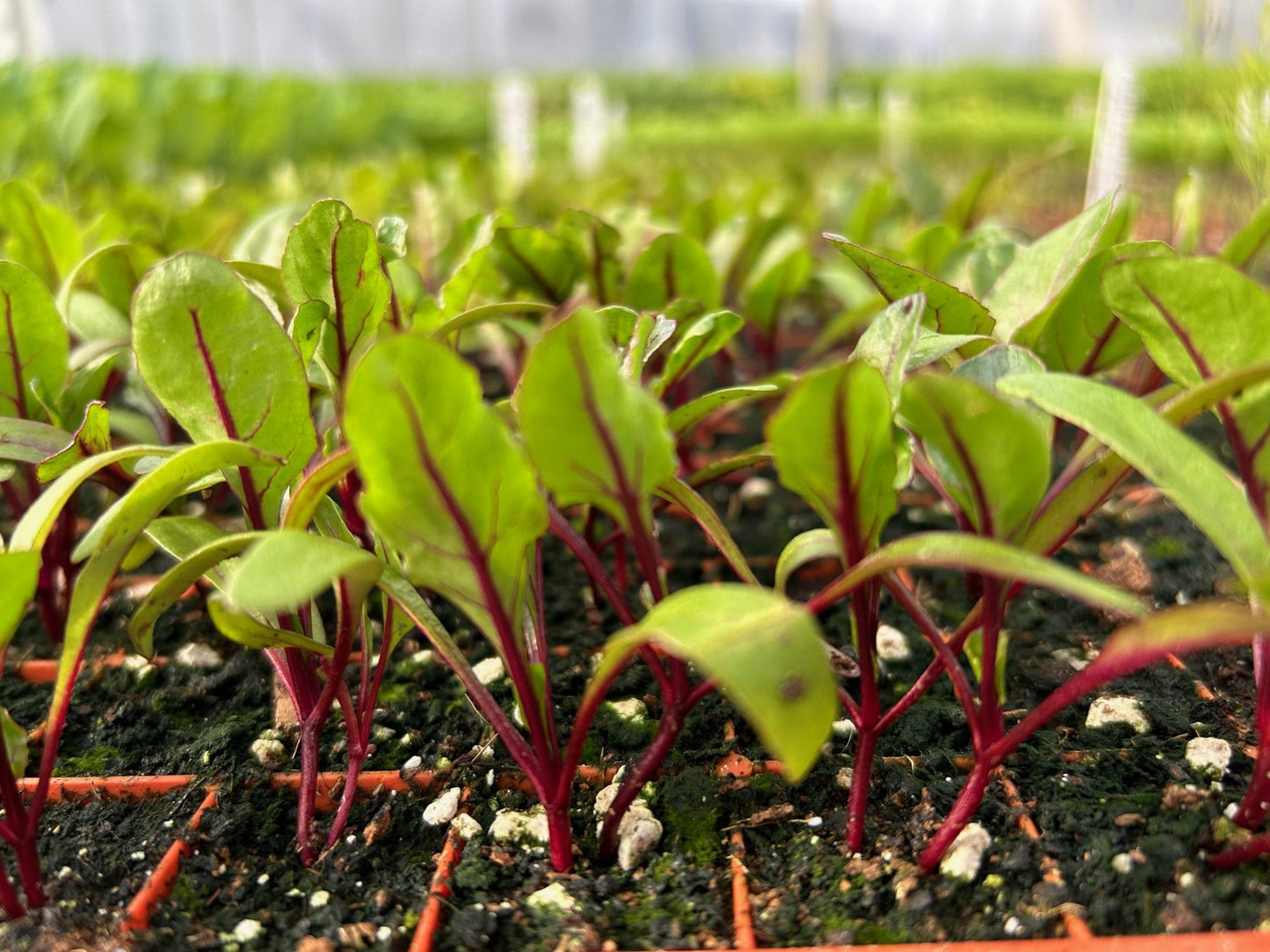 Swiss Chard Red Plug Plants "Grow Your Own" Vegetables **Letterbox Friendly**