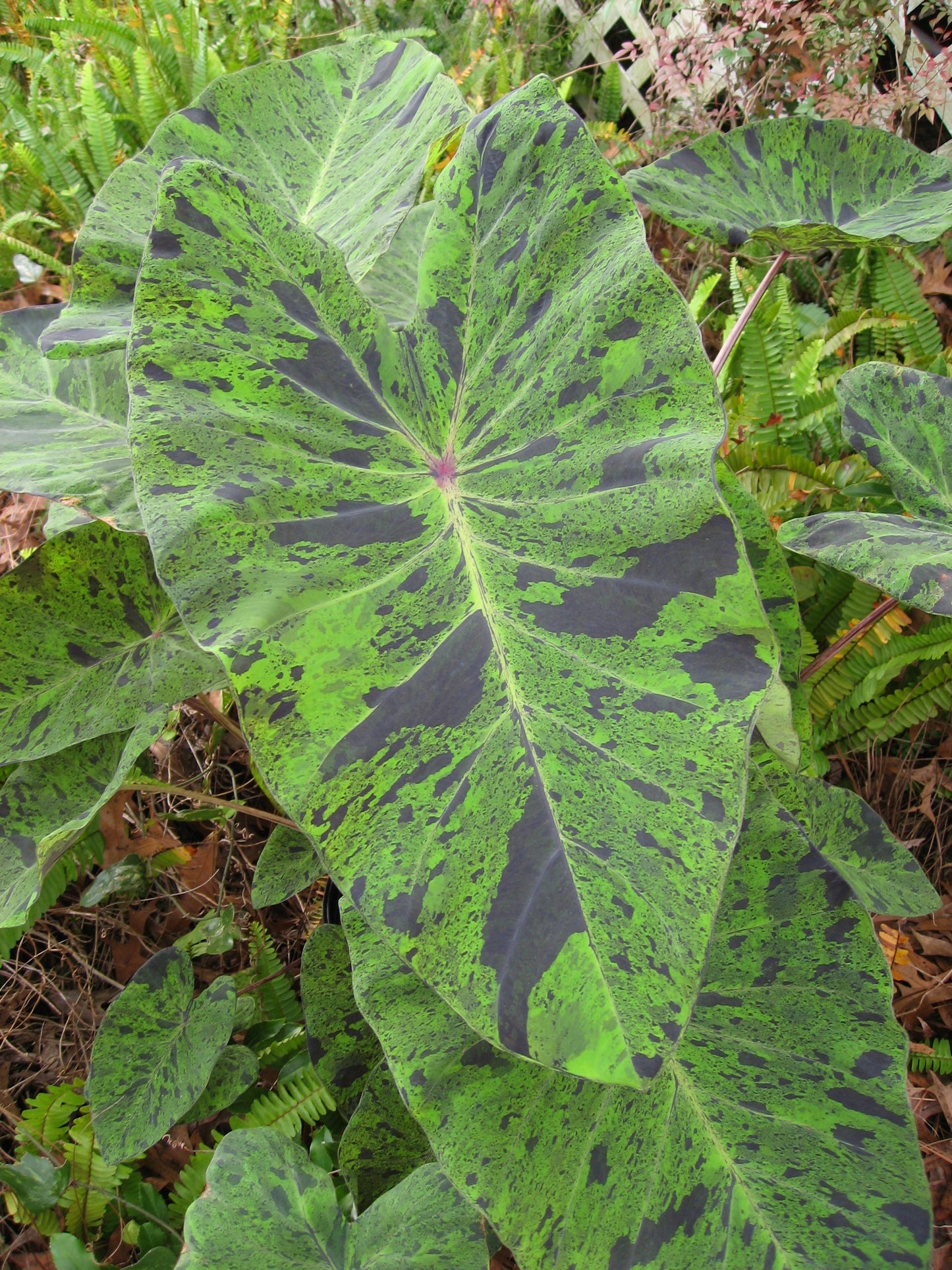 Colocasia 'Mojito' Elephant Ear
