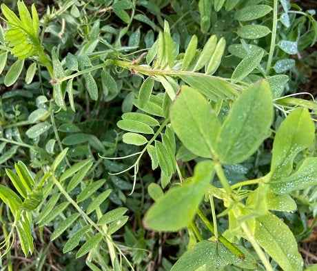N-Liven Nitrogen-Fixing Cover Crop Seed Mix | Vetch, Clover & Phacelia Blend