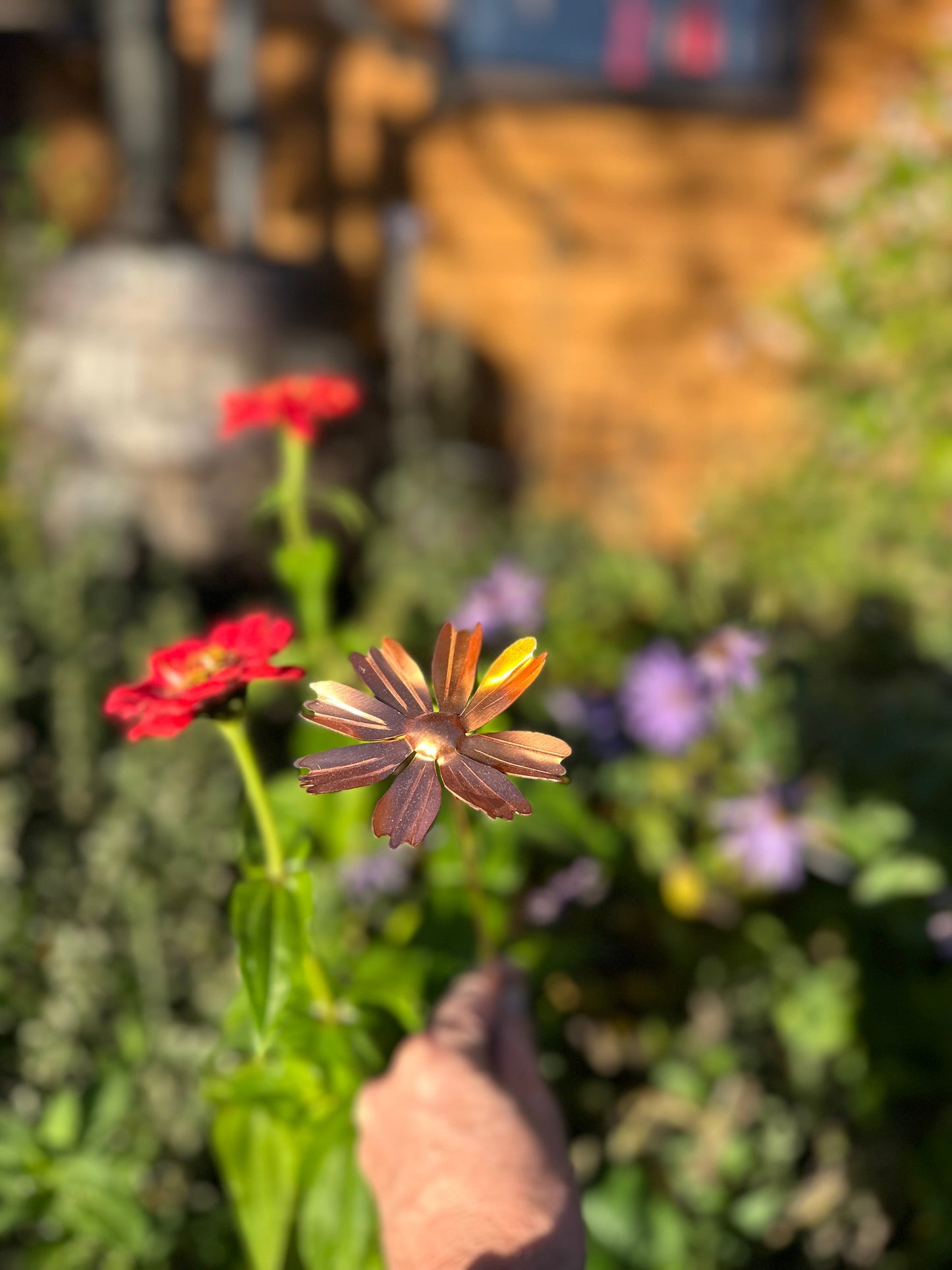 Copper Cosmos Flower