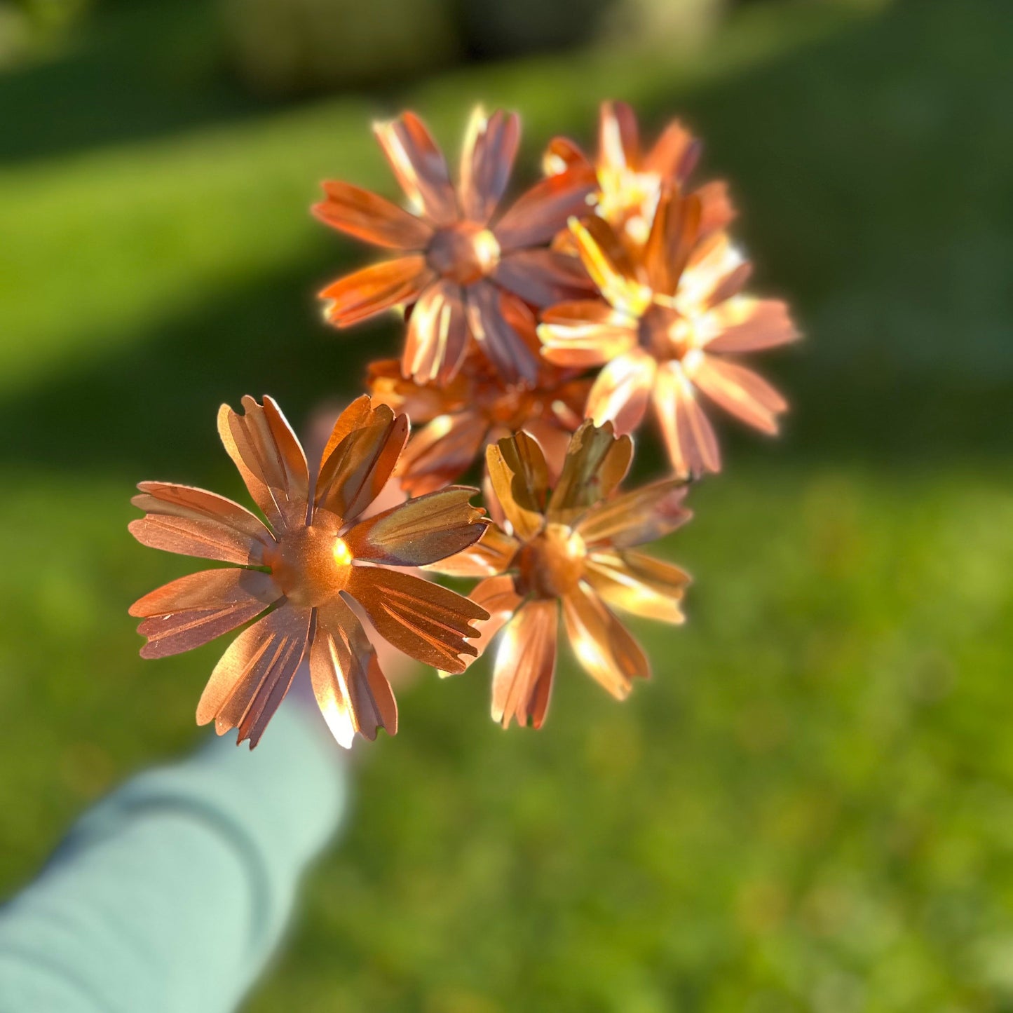 Copper Cosmos Flower