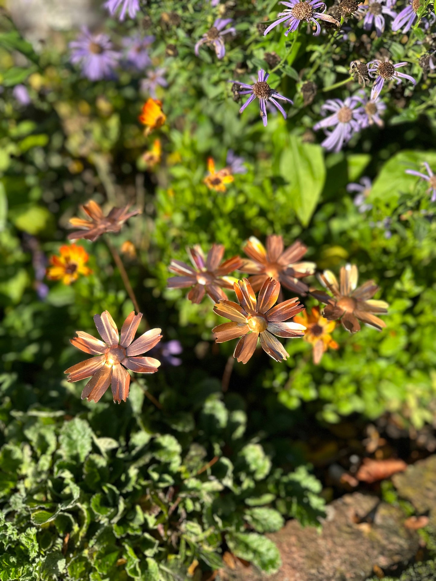 Copper Cosmos Flower