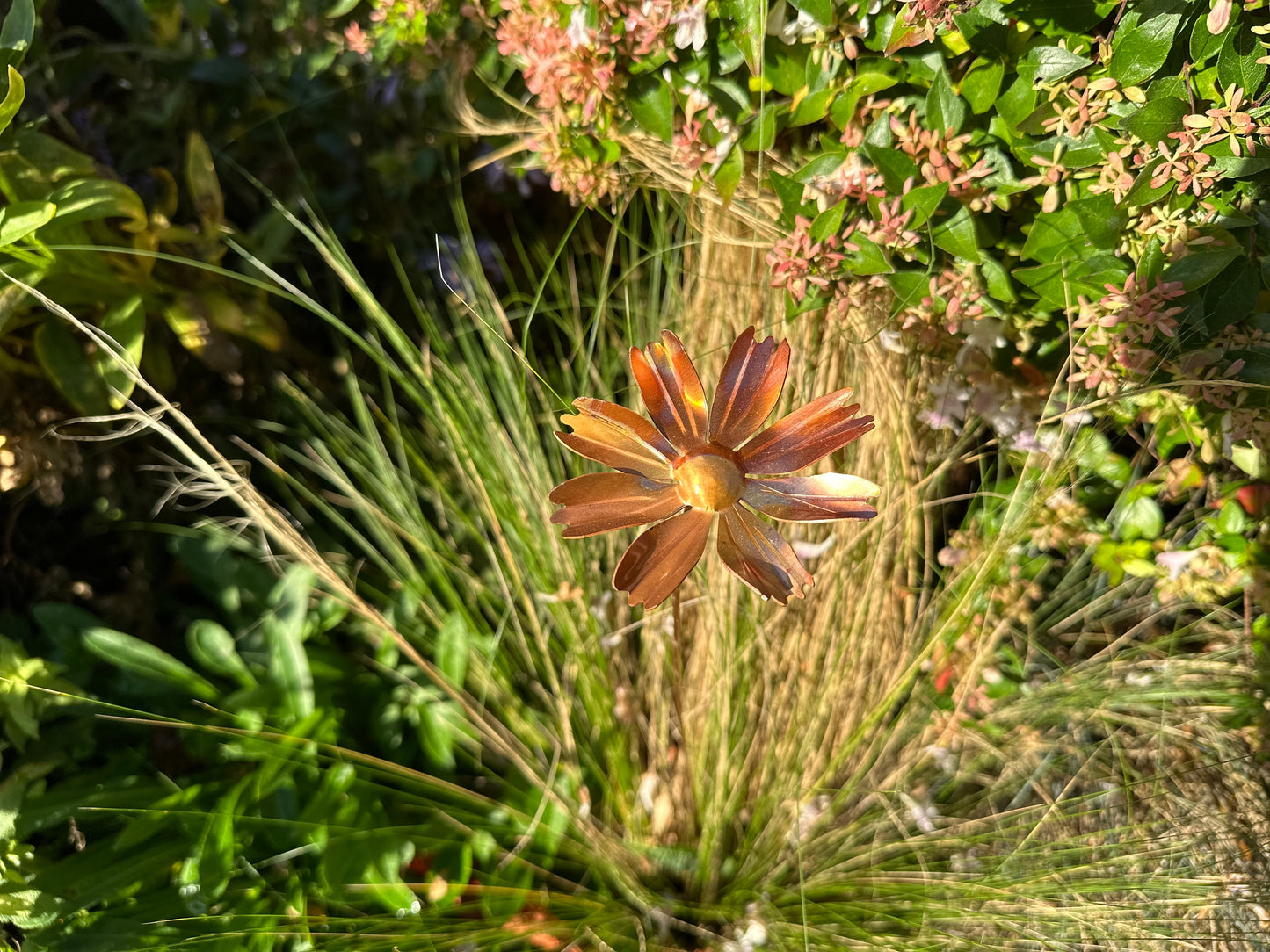 Copper Cosmos Flower